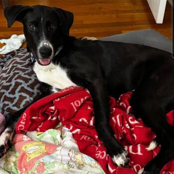 Bobby -  Labrador Retriever and Mixed Breed Dog for Adoption in Buford, Georgia - Bobby | PetCurious