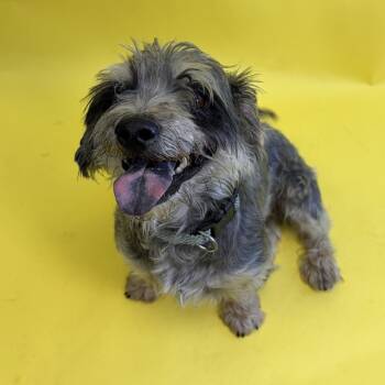 Mixed Breed Dogs Available for Adoption - Davey | PetCurious