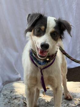 Panchita -  Spaniel and Dachshund Dog for Adoption in Ramona, California - Panchita | PetCurious