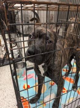 Dozer -  Mixed Breed Dog for Adoption in Atlanta, Georgia - Dozer | PetCurious