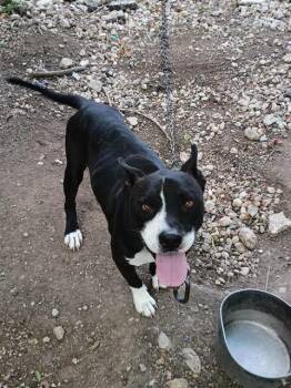 Rescue American Staffordshire Terrier Dogs for Adoption in San Antonio, Texas - DJ | PetCurious