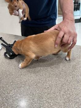 Chihuahua Dogs Available for Adoption in Hobbs, New Mexico - Keeta | PetCurious