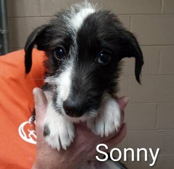 Poodle and Chihuahua Dogs Available for Adoption in Maynardville, Tennessee - Sonny | PetCurious