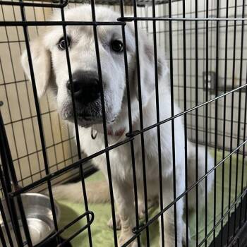 Fluff -  Great Pyrenees Dog for Adoption in Stephenville, Texas - Fluff | PetCurious