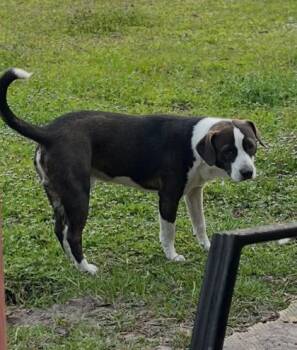Frick/Moe -  Mixed Breed Dog Available for Adoption in Port St. Joe, Florida - Frick/Moe | PetCurious
