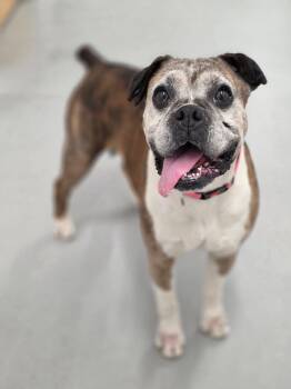 Sophie -  Boxer Dog for Adoption in Shelby, Michigan - Sophie | PetCurious