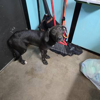 Farkle -  Blue Lacy and Mixed Breed Dog for Adoption in Graham, Texas - Farkle | PetCurious