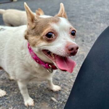 Rescue Chihuahua Dogs for Adoption in Quakertown, Pennsylvania - Lilly | PetCurious