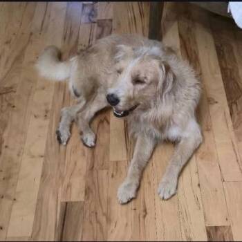 Standard Poodle and Mixed Breed Dogs Available for Adoption in Baton Rouge, Louisiana - Bobby | PetCurious