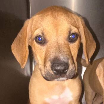 Eduardo -  Mixed Breed Dog for Adoption in Charleston, West Virginia - Eduardo | PetCurious