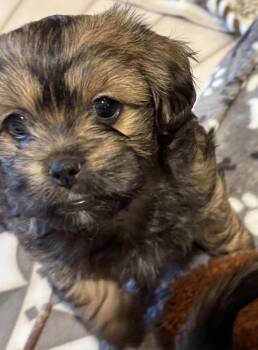 Shih Tzu and Miniature Pinscher Dogs Available for Adoption in Mundelein, Illinois - Tuscany | PetCurious