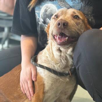 Coonhound Dogs Available for Adoption - Vivienne | PetCurious