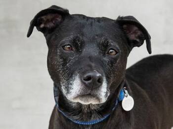 Ozzy -  Mixed Breed Dog for Adoption in Longmont, Colorado - Ozzy | PetCurious