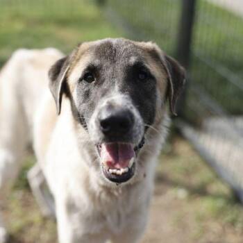 GRETTA -  Great Pyrenees Dog for Adoption in San Antonio, Texas - GRETTA | PetCurious