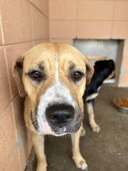 Sassy -  Pit Bull Terrier Dog Available for Adoption in Gautier, Mississippi - Sassy | PetCurious