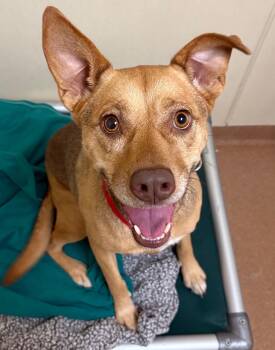 KC -  Hound and Shepherd Dog for Adoption in Norwalk, Connecticut - KC | PetCurious