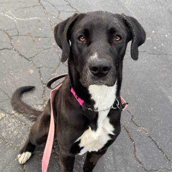 Rescue Mixed Breed Dogs for Adoption in Wheeling, Illinois - Joan Jett | PetCurious