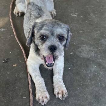 Oreo -  Shih Tzu and Poodle Dog for Adoption in Baton Rouge, Louisiana - Oreo | PetCurious