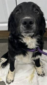 English Springer Spaniel and Mixed Breed Dogs Available for Adoption - MISO | PetCurious