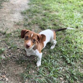 Emblem -  Chihuahua and Dachshund Dog for Adoption in Carencro, Louisiana - Emblem | PetCurious