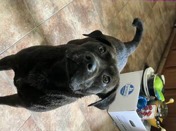 Pug Dogs Available for Adoption in Shreveport, Louisiana - Dorado | PetCurious