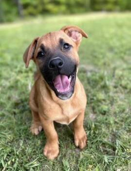Boxer and Labrador Retriever Dogs Available for Adoption in Watertown, Connecticut - Scheana Shay | PetCurious
