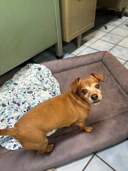 Cowboy -  Chihuahua Dog for Adoption in Cortland, New York - Cowboy | PetCurious