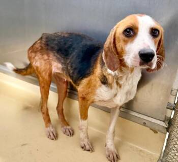 penny -  Treeing Walker Coonhound Dog for Adoption in Burgaw, North Carolina - Penny | PetCurious