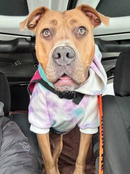 Rescue Mixed Breed Dogs for Adoption in Pontiac, Michigan - Oleta | PetCurious