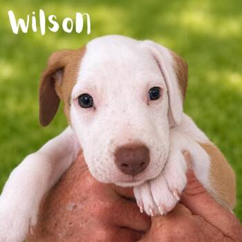 Wilson -  Pit Bull Terrier Dog for Adoption in St. Petersburg, Florida - Wilson | PetCurious