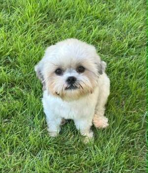 Armany -  Shih Tzu Dog for Adoption in New Bedford, Massachusetts - Armany | PetCurious
