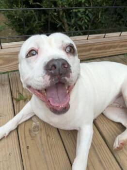 Bridget -  American Bulldog Dog for Adoption in Acworth, Georgia - Bridget | PetCurious