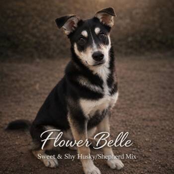 Flower Belle -  German Shepherd Dog Dog for Adoption in Farmington, Missouri - Flower Belle | PetCurious