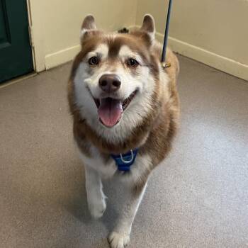 Isaac -  Siberian Husky Dog for Adoption in Pasadena, California - Isaac | PetCurious