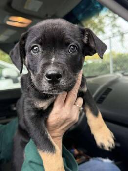 Rescue Pit Bull Terrier Dogs for Adoption in Anderson, California - Tova | PetCurious