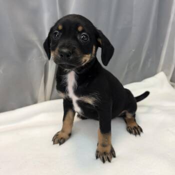 Aurora -  Labrador Retriever and Chihuahua Dog for Adoption in Foley, Alabama - Aurora | PetCurious