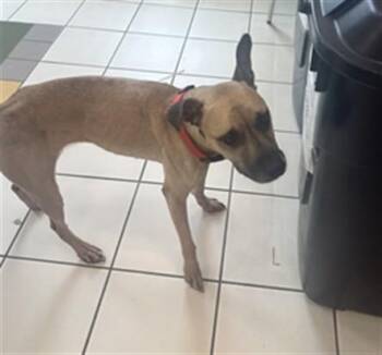 GEORGIA -  Boxer Dog for Adoption in Derwood, Maryland - GEORGIA | PetCurious