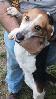 Beagle Dogs Available for Adoption - Arielle  | PetCurious