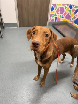 Rescue Labrador Retriever and Mixed Breed Dogs for Adoption in Baytown, Texas - BEBE | PetCurious