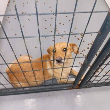Huckleberry -  Yellow Labrador Retriever and Mixed Breed Dog for Adoption in Dover, Arkansas - Huckleberry | PetCurious
