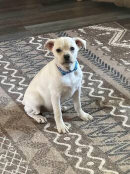 1254(Mario) -  Terrier Dog for Adoption in Plymouth, Michigan - 1254(Mario) | PetCurious
