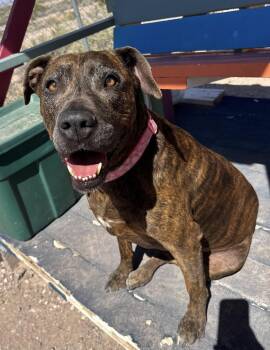 Boxer Dogs Available for Adoption in Williamsburg, New Mexico - Chloe | PetCurious
