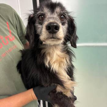 Flea -  Dachshund and Mixed Breed Dog Available for Adoption in Abilene, Texas - Flea | PetCurious