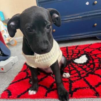 Retriever and Hound Dogs Available for Adoption - Sadie | PetCurious