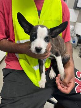Radar -  Terrier Dog for Adoption in Hopkinsville, Kentucky - Radar | PetCurious