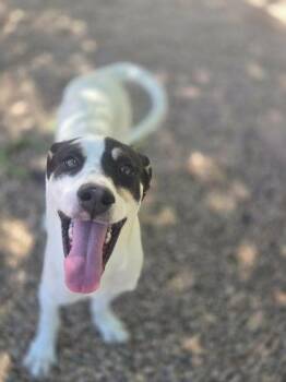Margo -  Mixed Breed Dog for Adoption in Canon City, Colorado - Margo | PetCurious