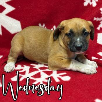 Rescue Mastiff and Great Dane Dogs for Adoption in Hillsboro, Ohio - Wednesday | PetCurious