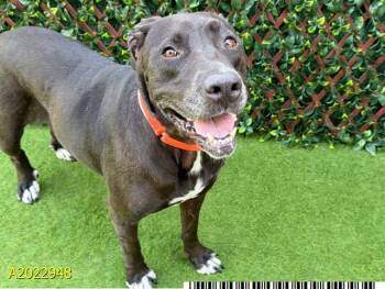 APPLI -  Mixed Breed Dog for Adoption in West Palm Beach, Florida - APPLI | PetCurious