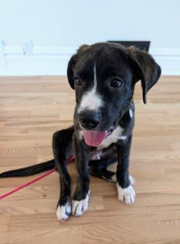 October -  Boxer and Labrador Retriever Dog for Adoption in Millcreek, Utah - October | PetCurious