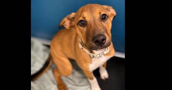 Jinx -  Hound Dog for Adoption in Youngsville, North Carolina - Jinx | PetCurious